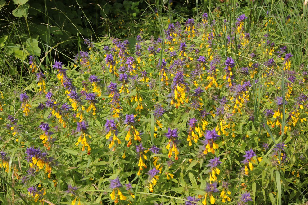 Image of Melampyrum nemorosum specimen.