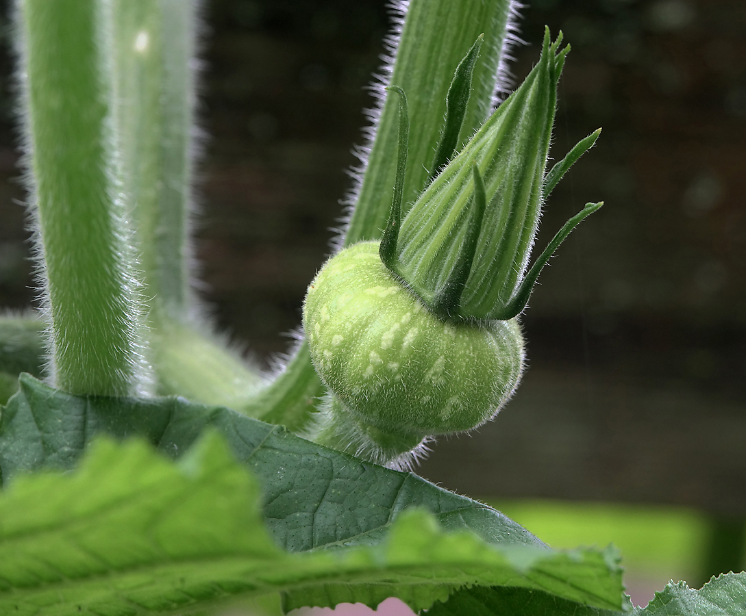 Изображение особи Cucurbita pepo.