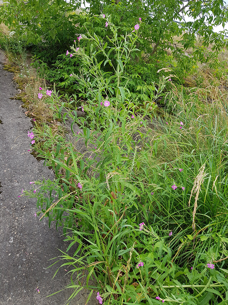 Image of Epilobium hirsutum specimen.