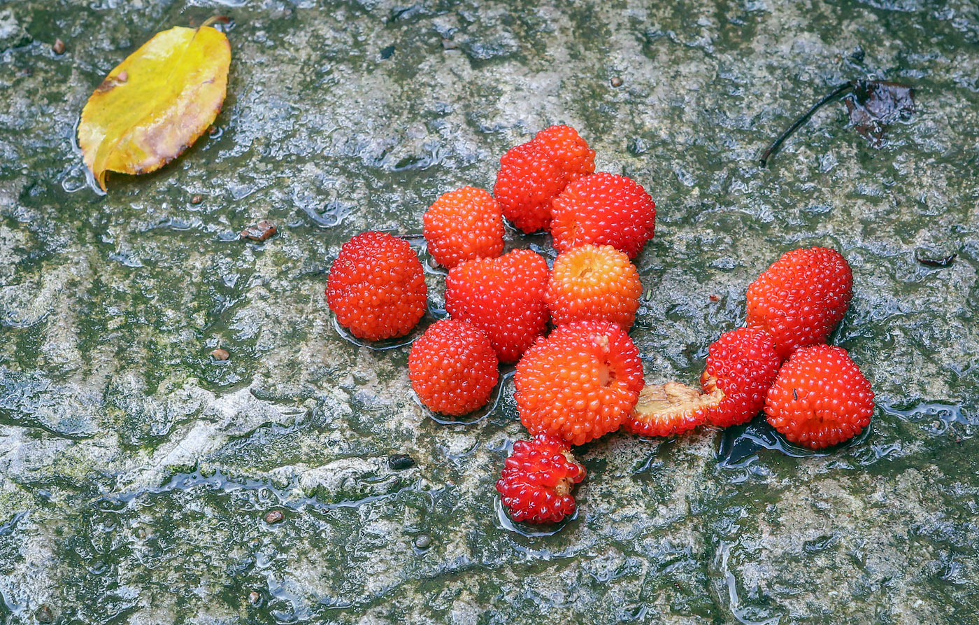 Image of Rubus illecebrosus specimen.