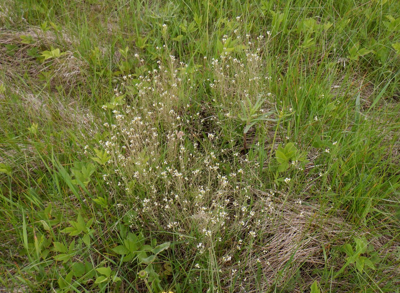 Image of Arabidopsis thaliana specimen.