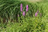 Lythrum salicaria