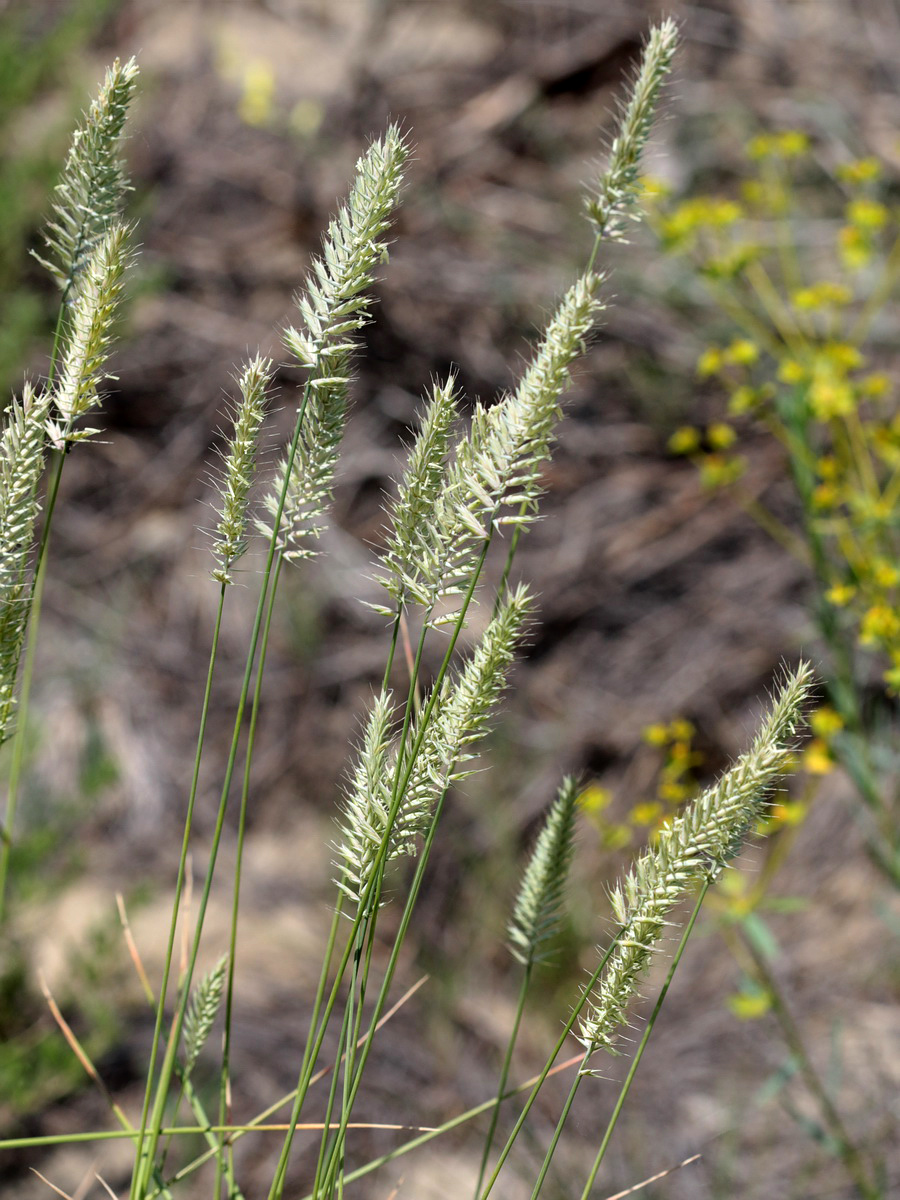 Image of Agropyron pectinatum specimen.