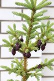 Picea omorika