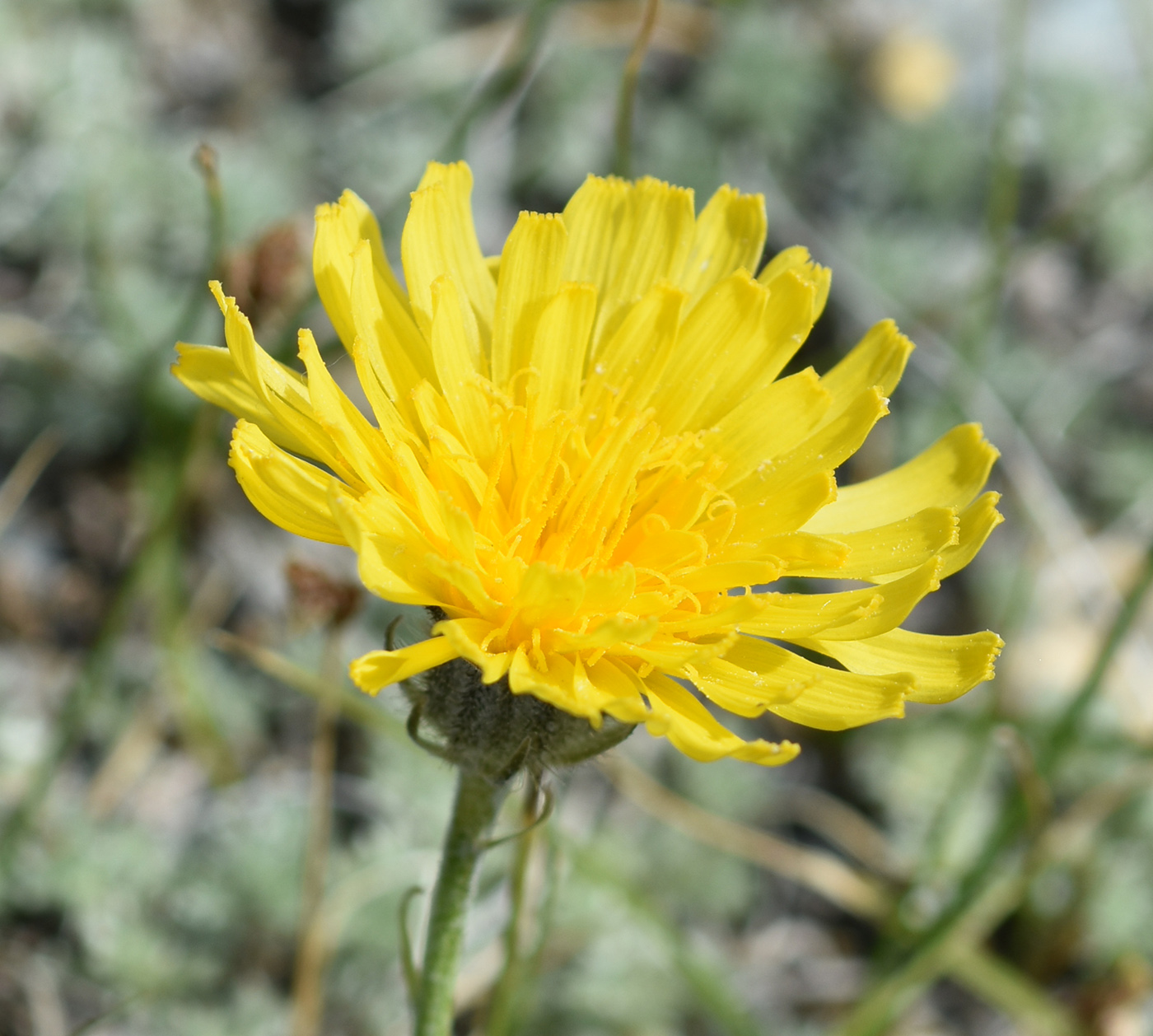 Image of Crepis crocea specimen.