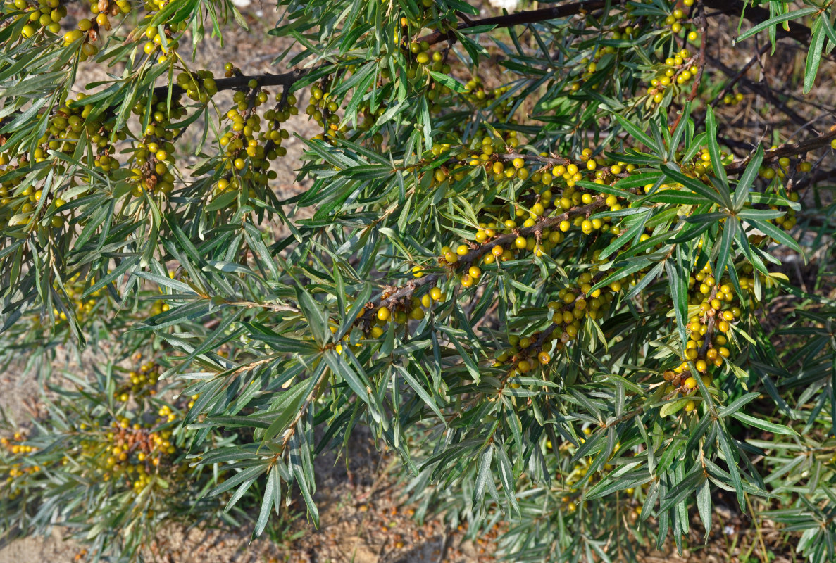 Image of Hippophae rhamnoides specimen.