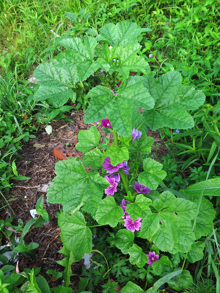 Image of Malva mauritiana specimen.