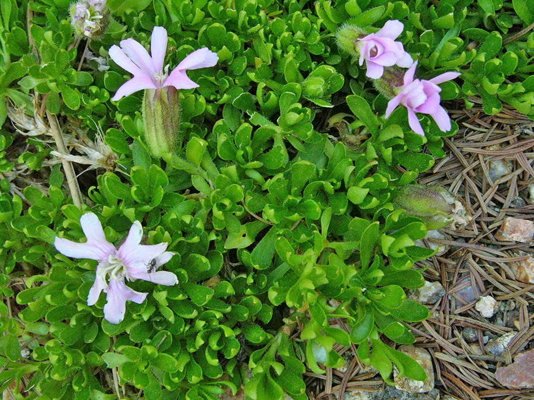 Image of Silene davidii specimen.