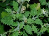 Смотреть изображение Scrophularia altaica