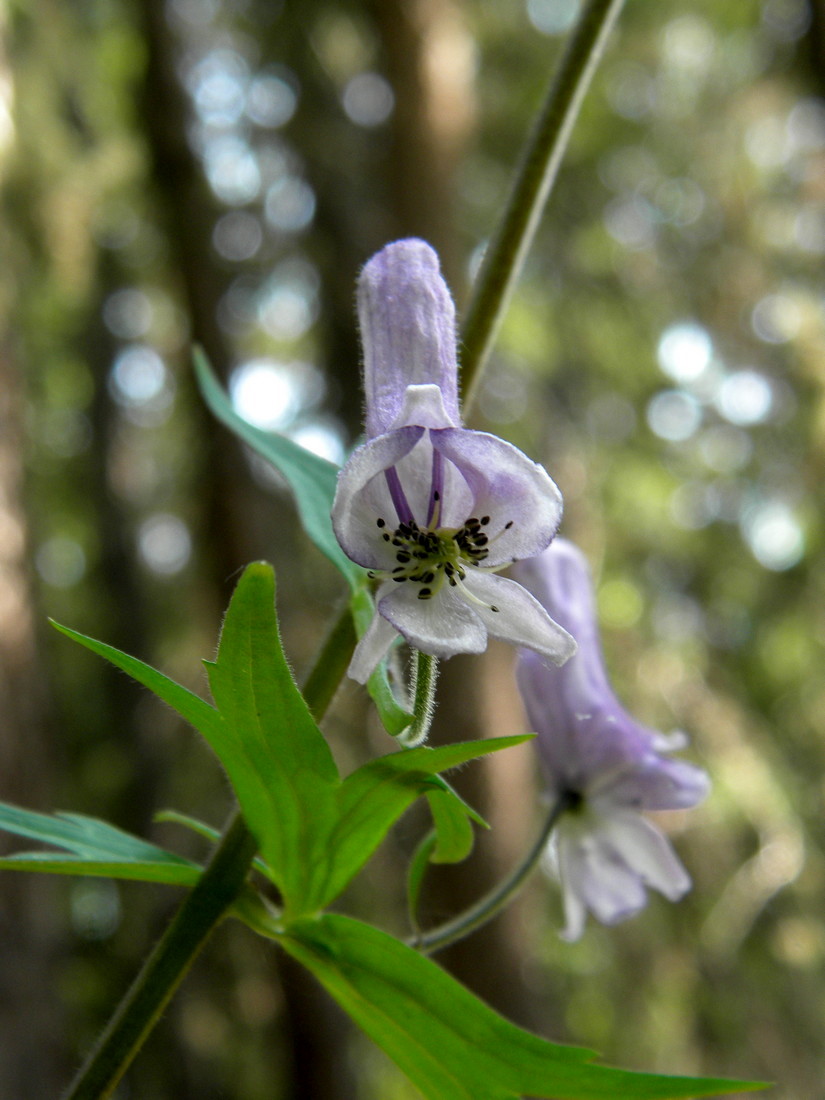 Изображение особи Aconitum rubicundum.