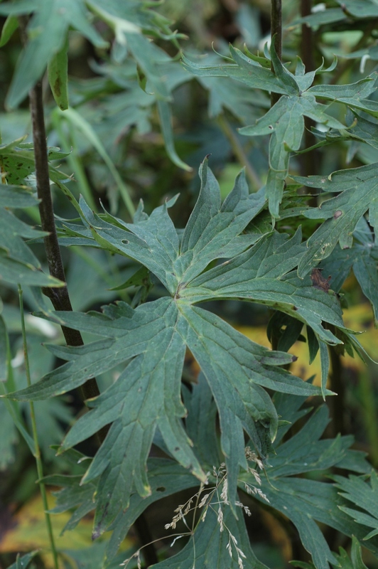 Image of Aconitum apetalum specimen.