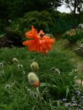 Papaver orientale