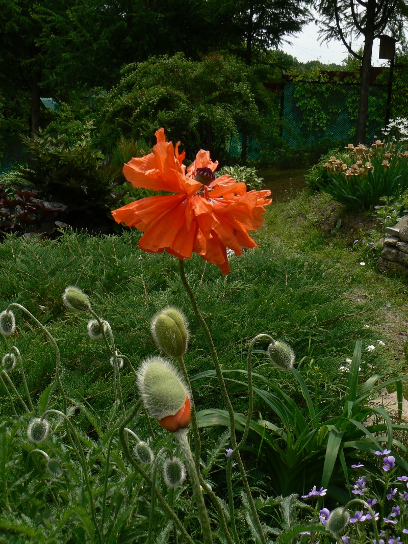 Изображение особи Papaver orientale.