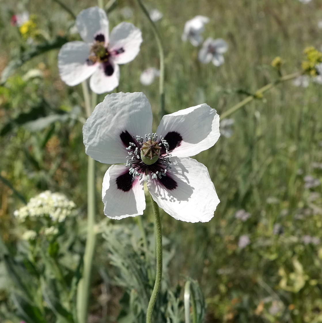 Image of Papaver albiflorum specimen.