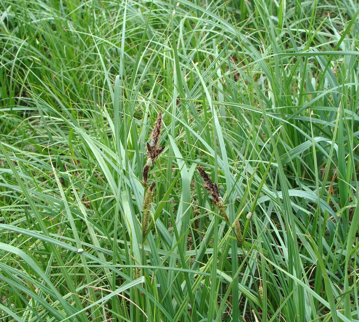 Изображение особи Carex acutiformis.