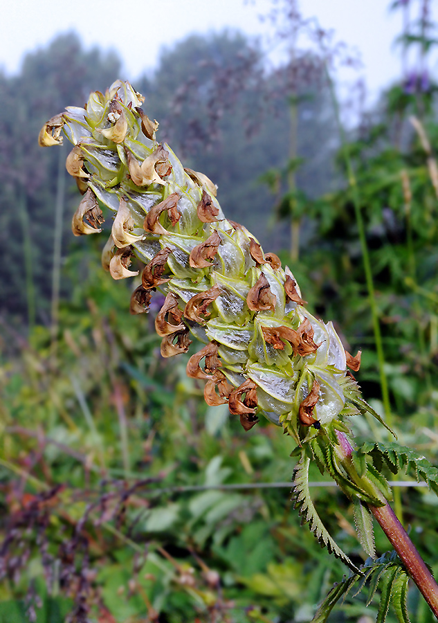 Image of Pedicularis compacta specimen.