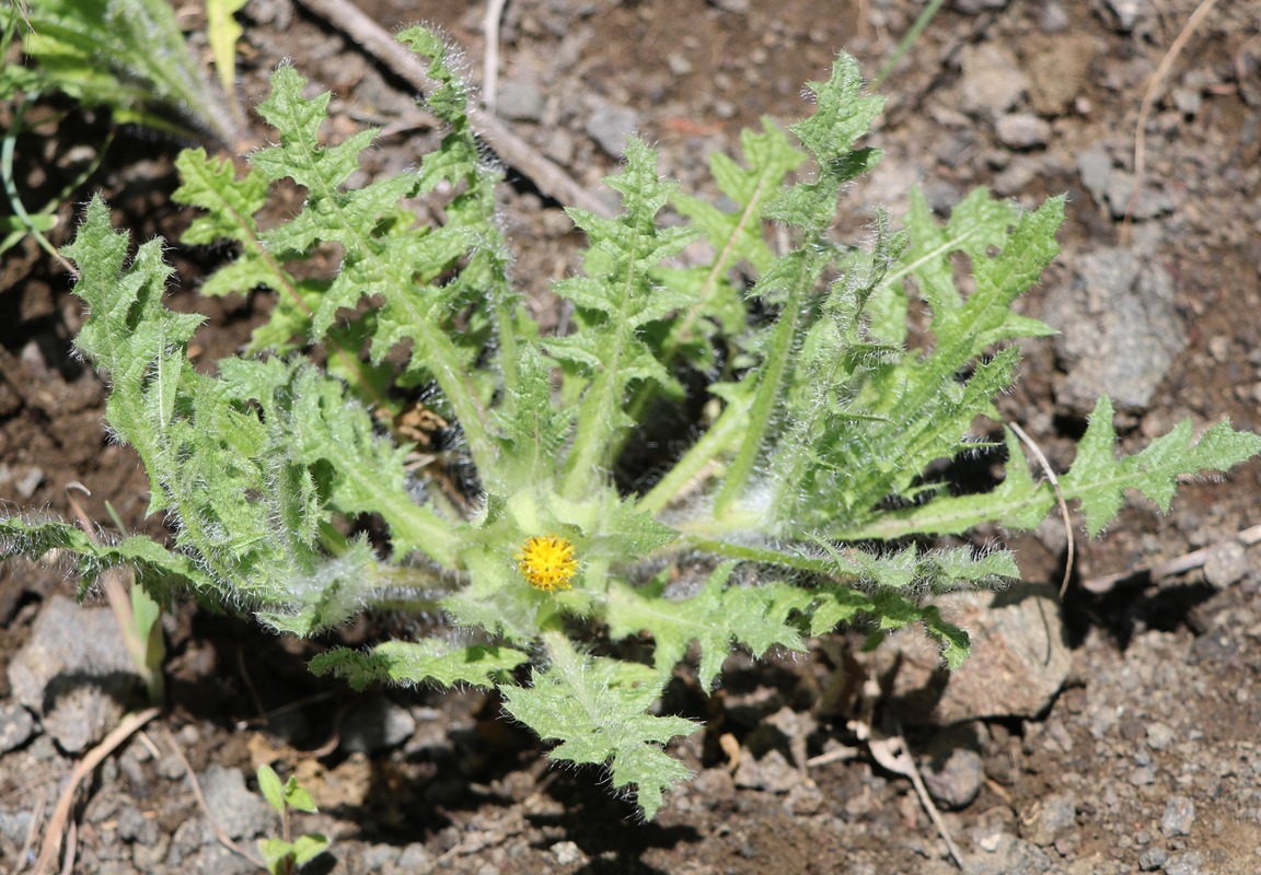 Image of Centaurea benedicta specimen.