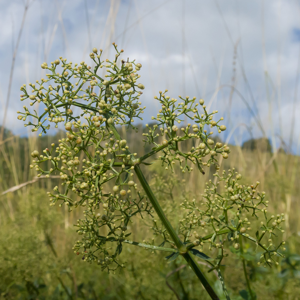 Image of Galium valantioides specimen.