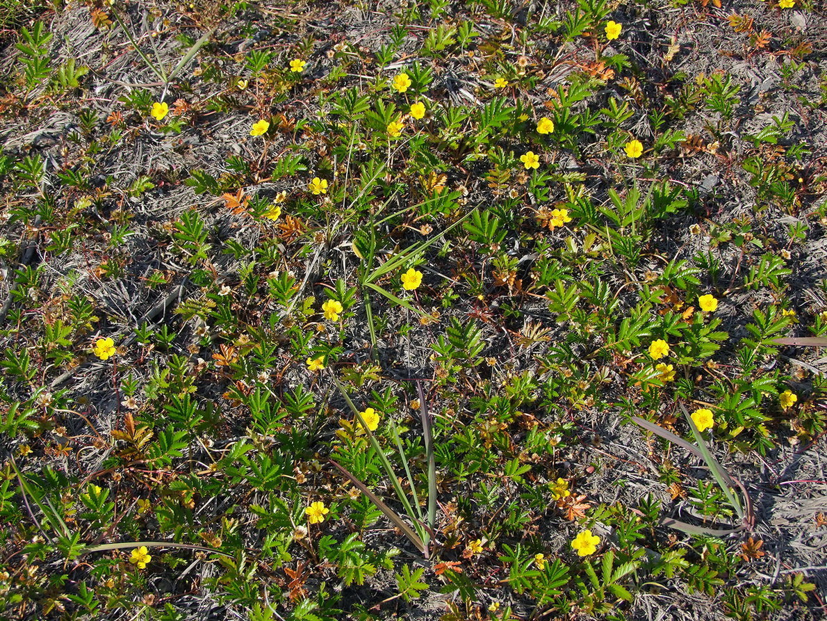 Image of Potentilla anserina ssp. groenlandica specimen.