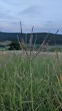 Digitaria sanguinalis