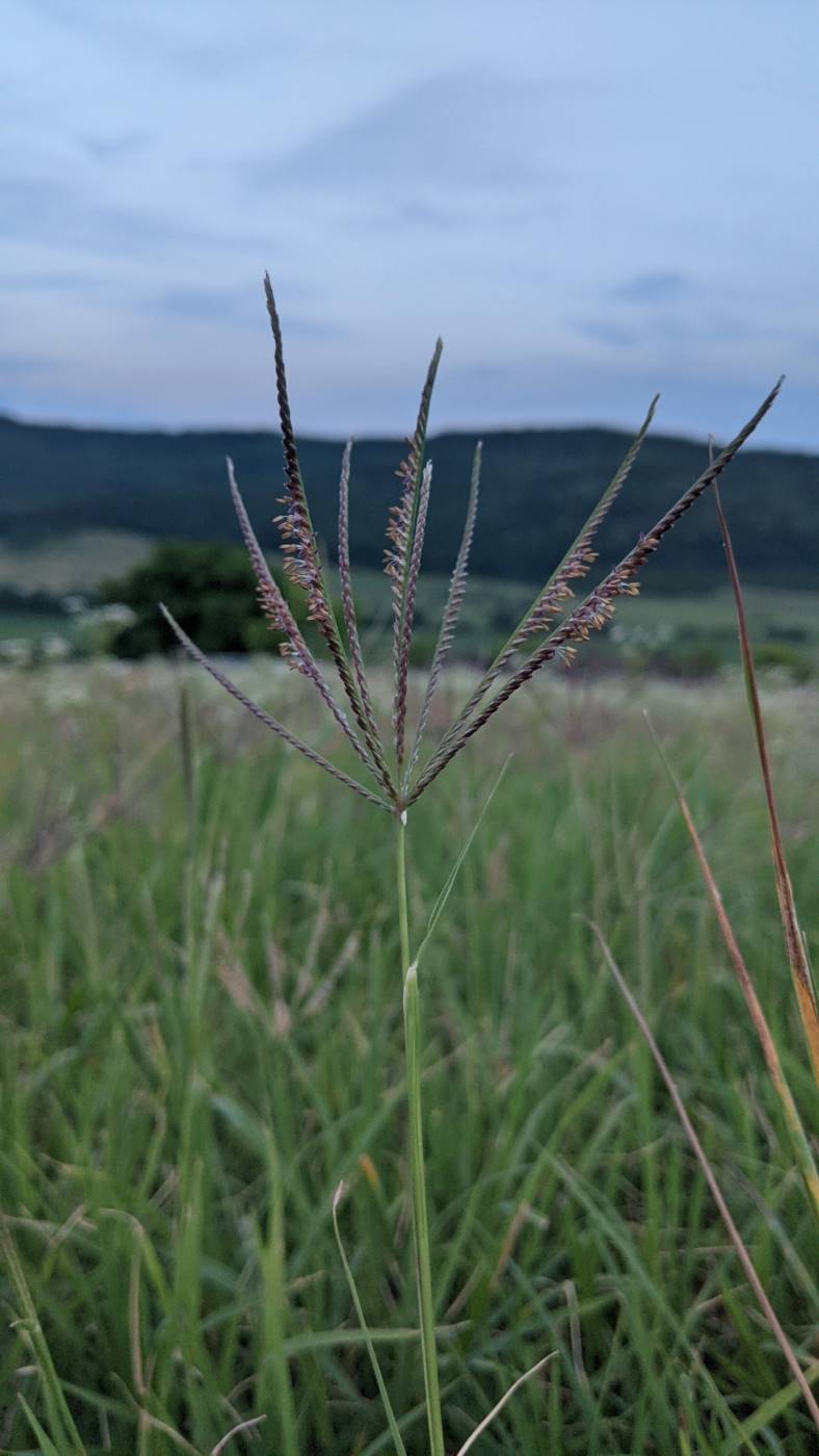 Image of Digitaria sanguinalis specimen.