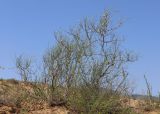 Calligonum aphyllum. Цветущее растение. Дагестан, Кумторкалинский р-н, окр. с. Коркмаскала, песчаная степь. 22 мая 2022 г.