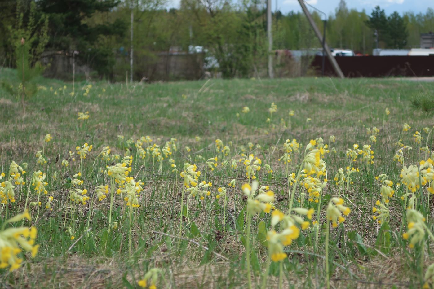 Image of Primula veris specimen.