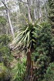 Dracophyllum pandanifolium. Плодоносящее растение. Австралия, штат Тасмания, национальный парк \"Mount Field\". 24.12.2010.