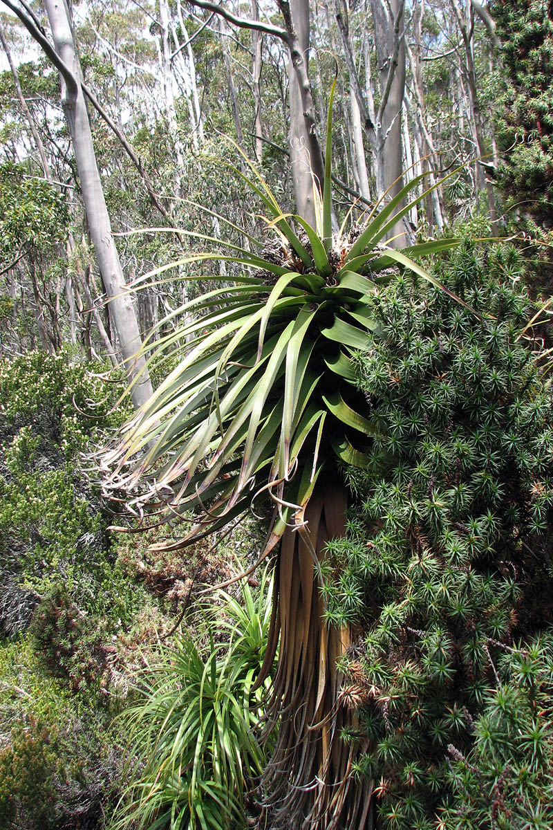 Image of Dracophyllum pandanifolium specimen.