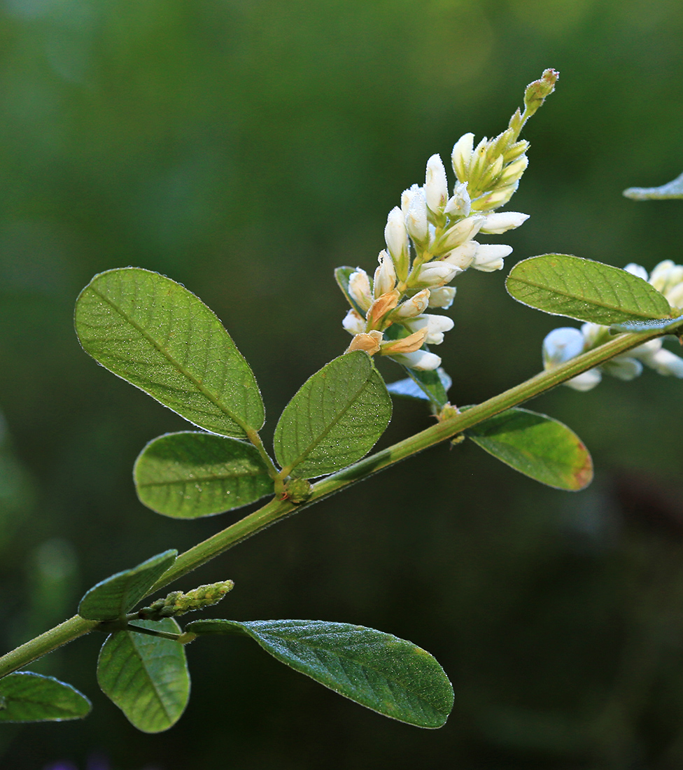 Image of Lespedeza tomentosa specimen.