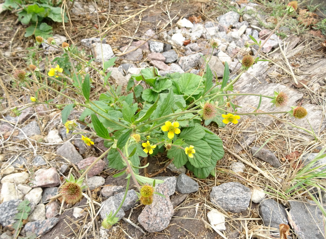 Image of Geum macrophyllum specimen.