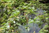 genus Betula. Ветви с соцветиями. Бутан, дзонгхаг Тронгса, национальный парк \"Jigme Singye Wangchuck\". 09.05.2019.