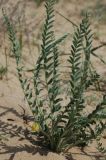 Astragalus balchaschensis. Цветущее растение. Казахстан, Алматинская обл. возле вдхр. Капчагай. 10.05.2010.