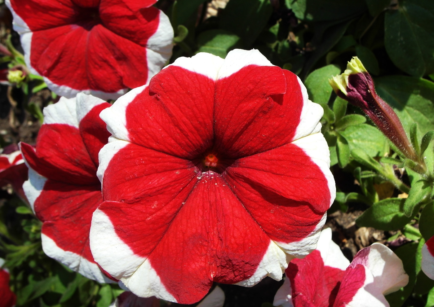 Image of Petunia &times; hybrida specimen.