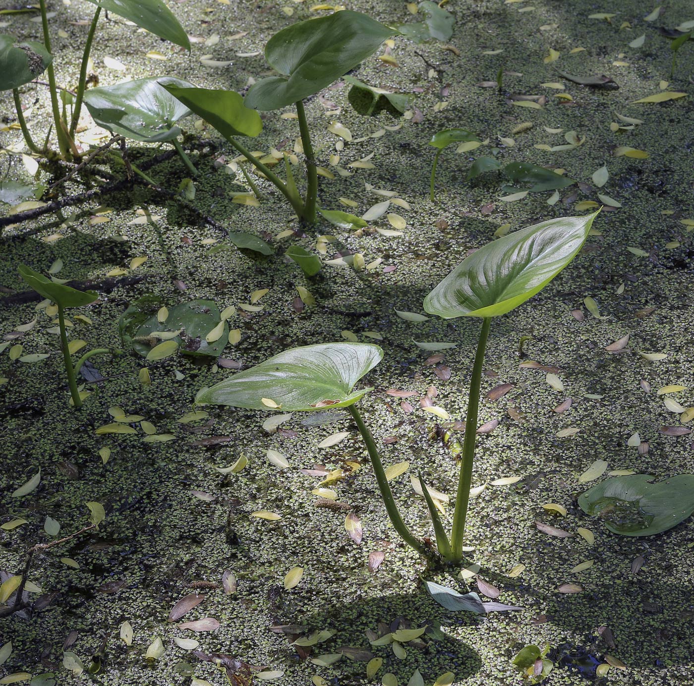 Изображение особи Calla palustris.