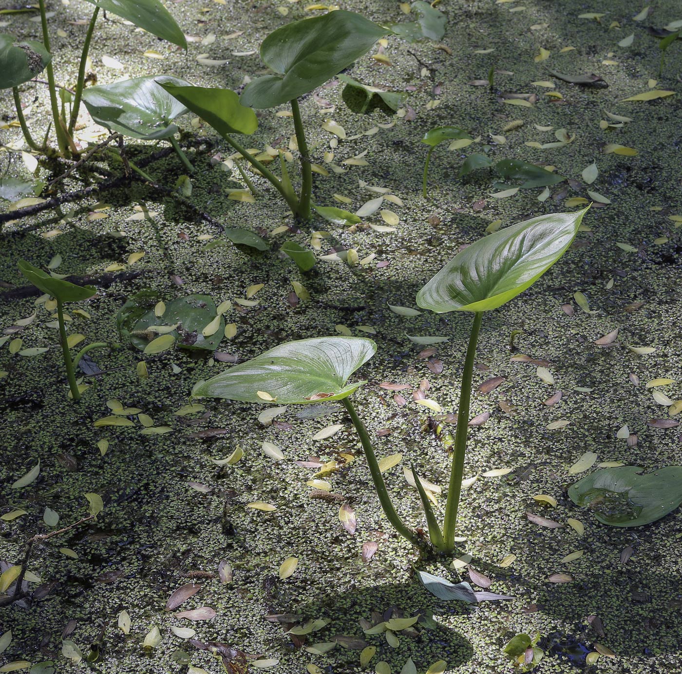 Image of Calla palustris specimen.