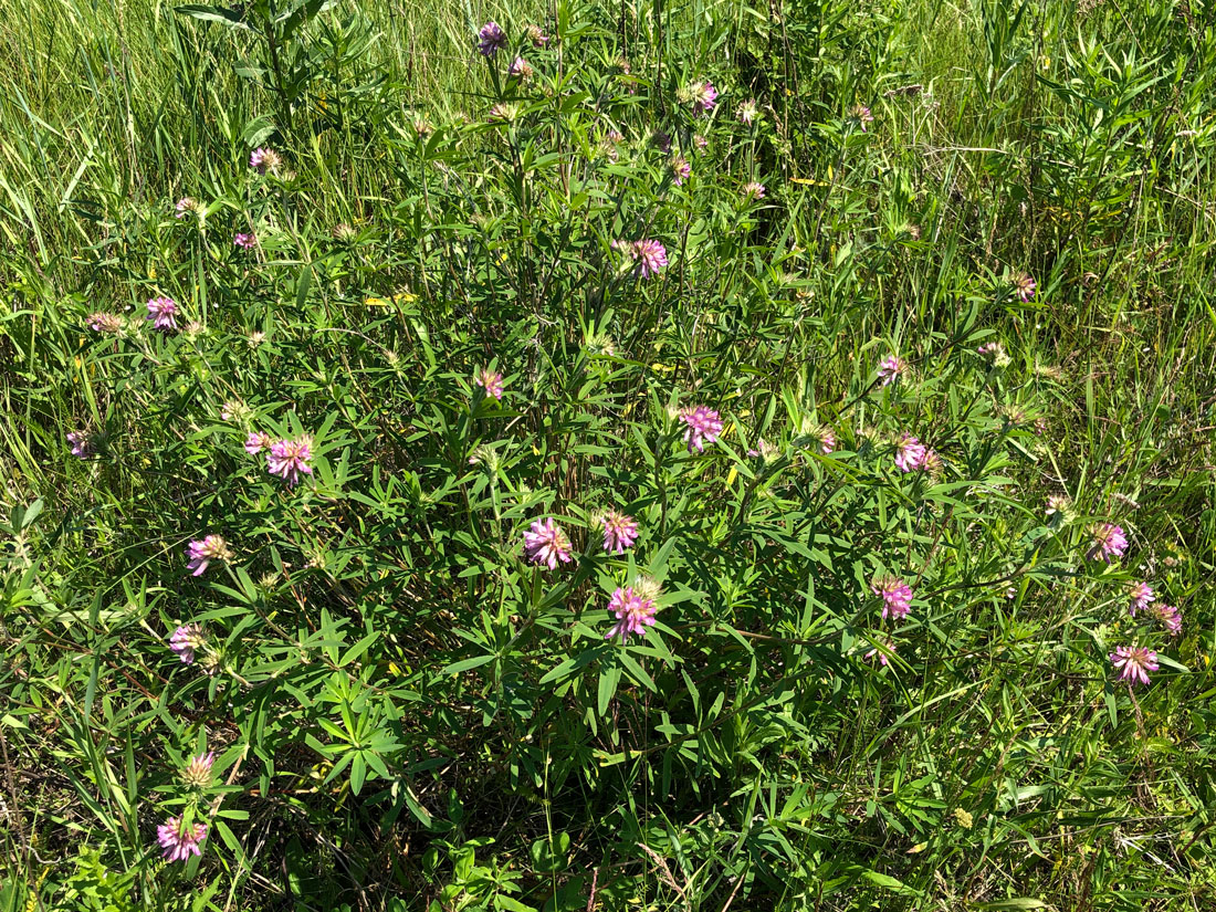 Image of genus Trifolium specimen.