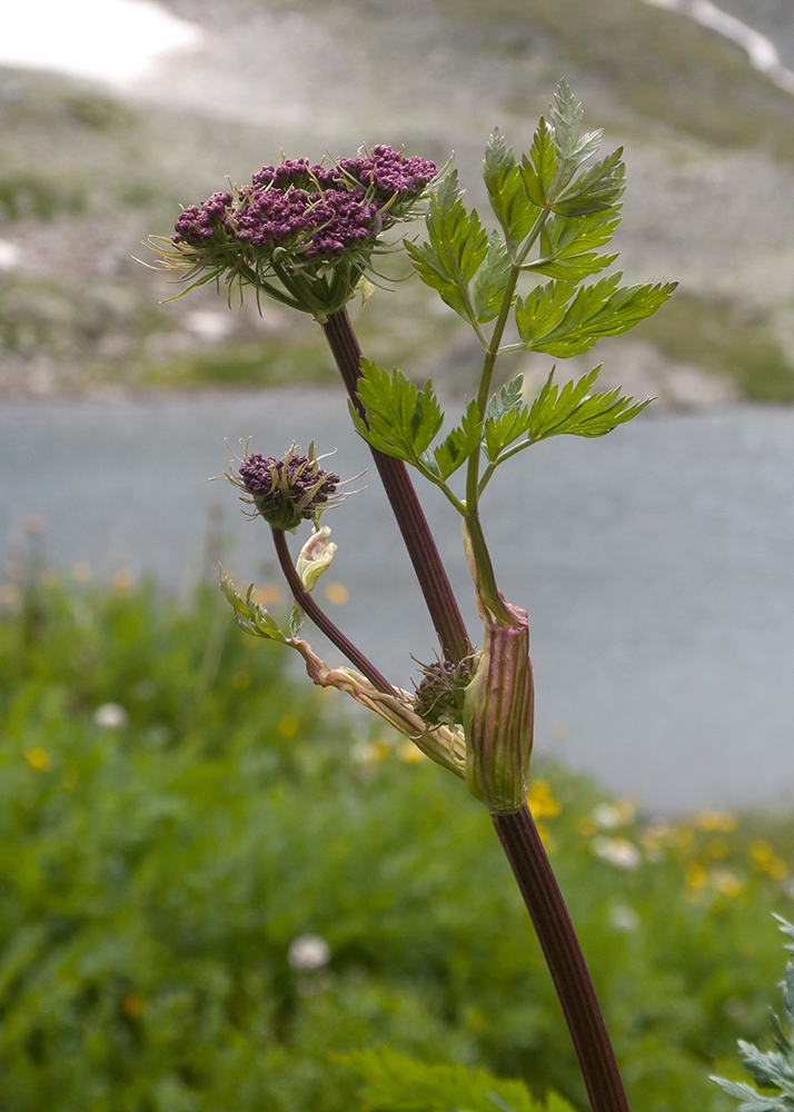 Изображение особи Chaerophyllum rubellum.