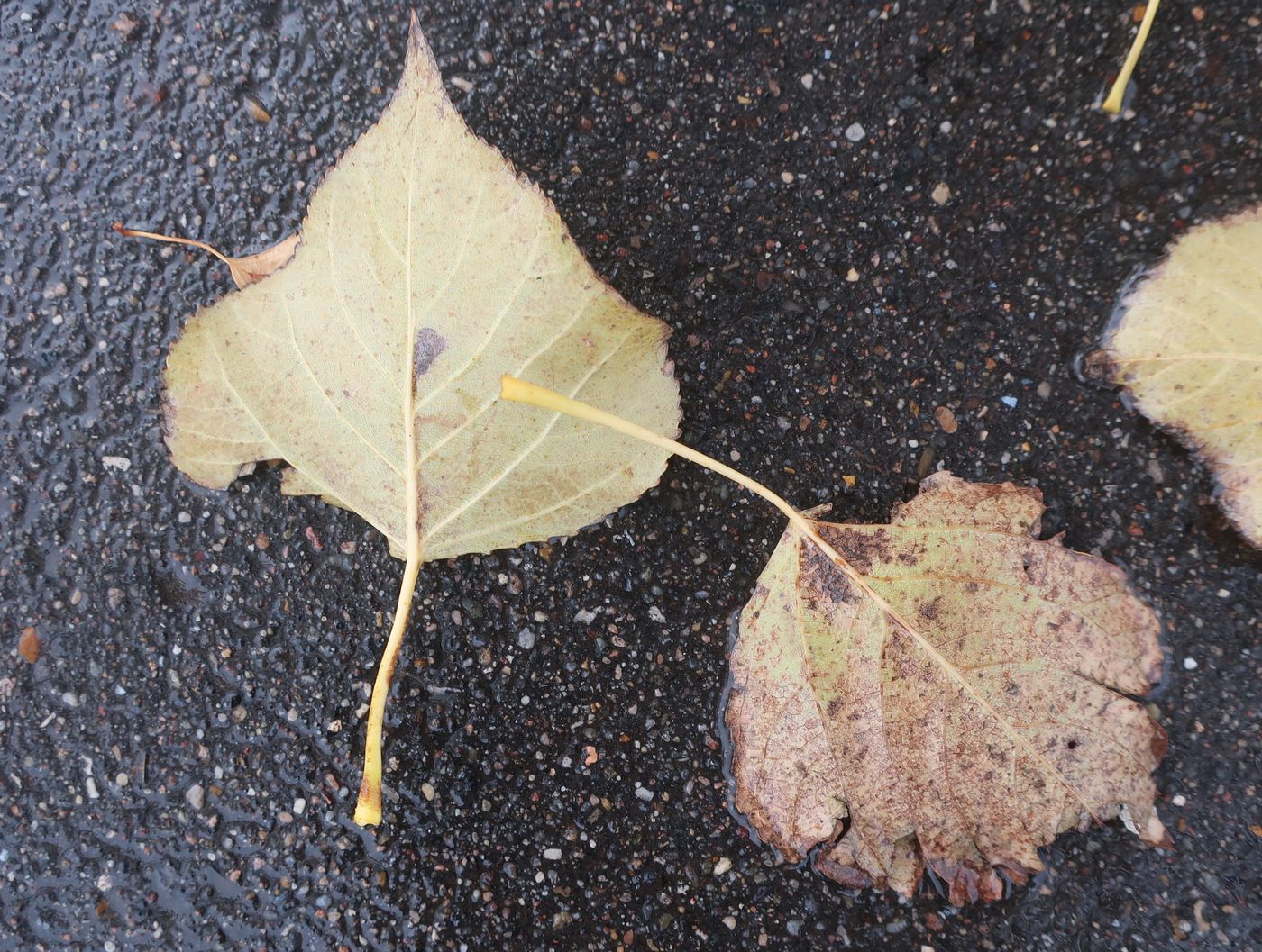 Image of genus Populus specimen.