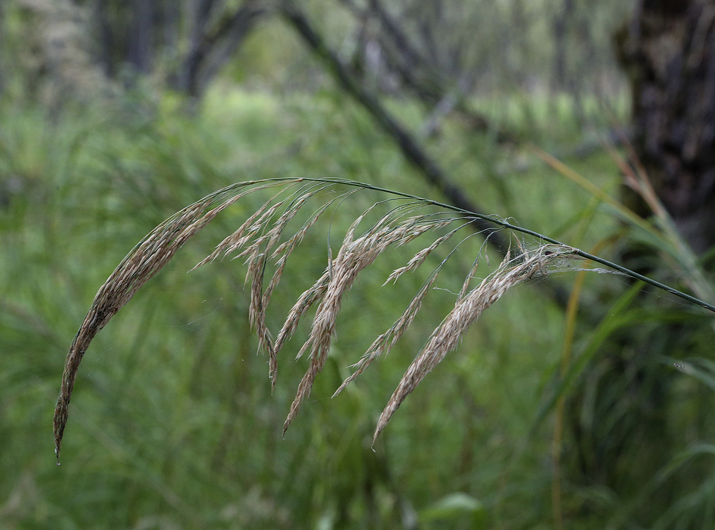 Image of Calamagrostis purpurea specimen.