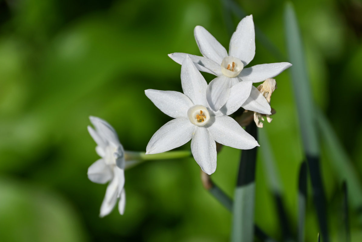 Изображение особи Narcissus papyraceus.