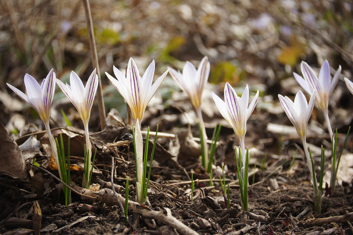 Изображение особи Crocus reticulatus.