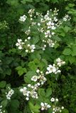 Смотреть изображение Rubus allegheniensis