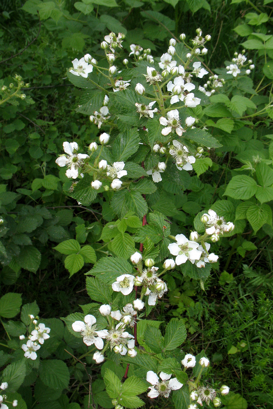 Image of Rubus allegheniensis specimen.