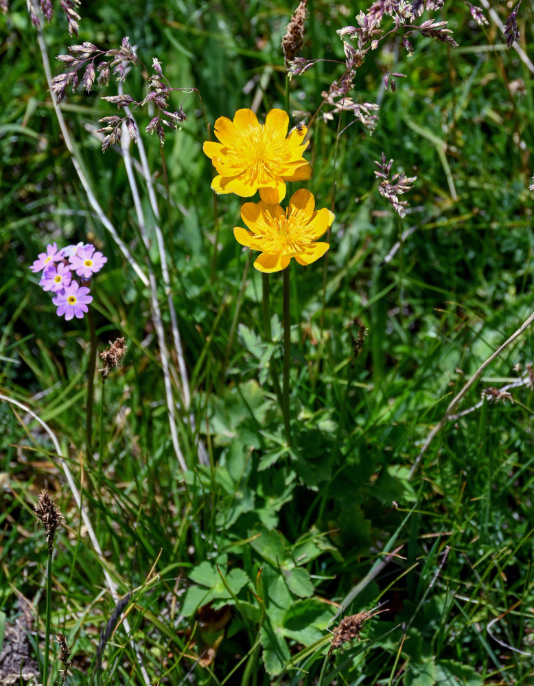 Изображение особи Trollius dschungaricus.