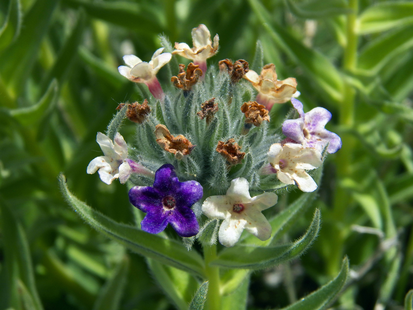 Image of Macrotomia euchroma specimen.