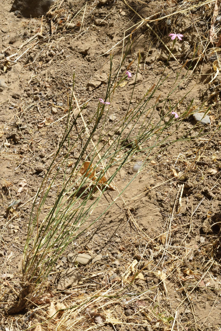 Image of genus Dianthus specimen.