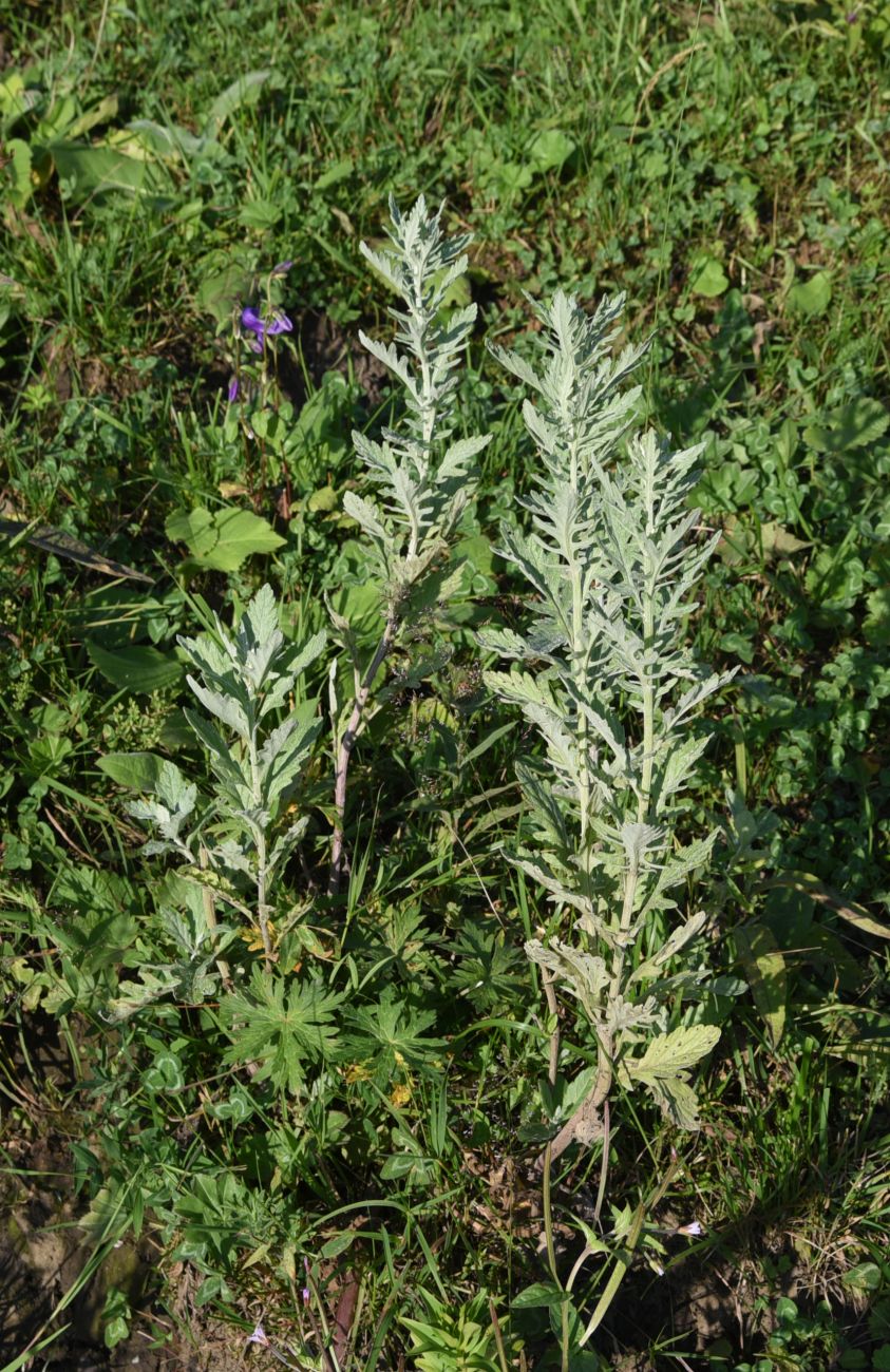 Изображение особи Senecio grandidentatus.