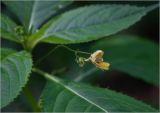 Impatiens parviflora. Цветок и бутон в каплях воды. Московская обл., Раменский р-н, окр. ж.-д. платформы Хрипань, смешанный лес, просека. 26.06.2023.