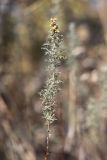 Artemisia pontica. Верхушка побега с соцветиями. Крым, Карадагский заповедник, Южный перевал, обочина дороги в шибляке. 4 октября 2023 г.